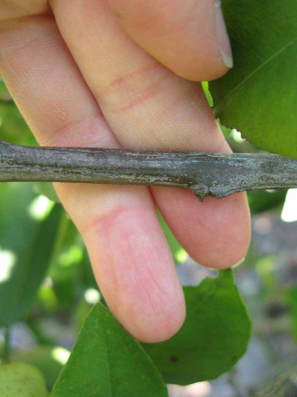              Second - third year twig (Winter Haven,   FL)       